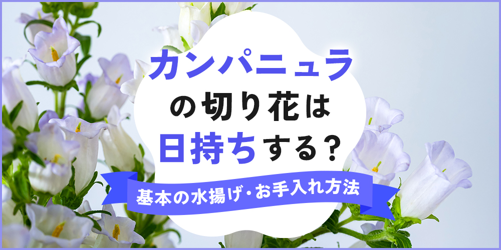 カンパニュラの切り花を長持ちさせる方法！基本のお手入れとより日持ちするコツ